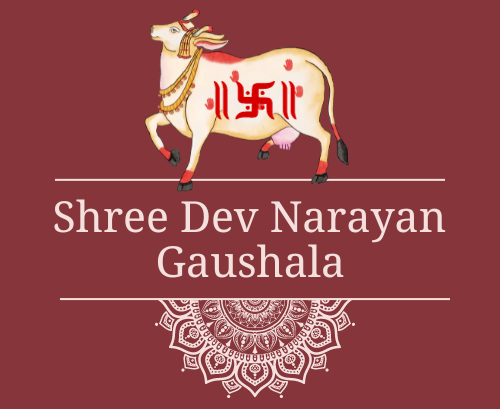 Help the Helpless Cows, Donate Food & Shelter for Gaushala | Vishwa Jagriti  Mission